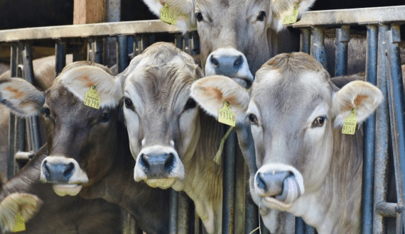 Thumbnail for Walmart opens first company-run beef plant