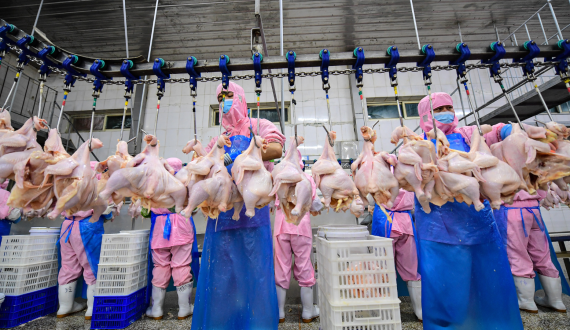 Thumbnail for Oman to set up new poultry slaughterhouse, other industrial projects in Al Mudhaibi