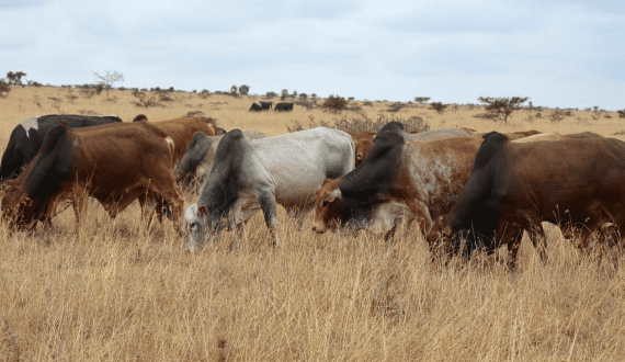 Thumbnail for Kenya implements new animal traceability system amid push to expand meat exports