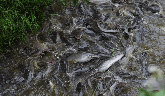 Thumbnail for Nigeria targets financing, insurance to boost fish production
