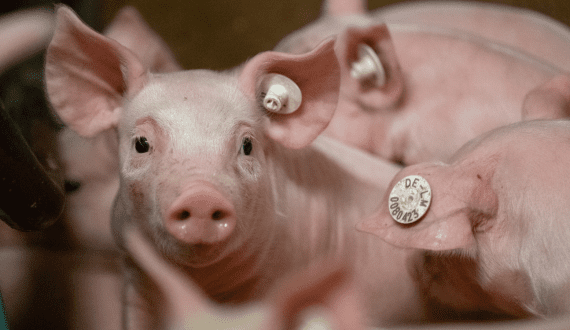 Thumbnail for African swine fever threatens Vietnam’s pork supply, food security