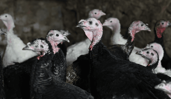 Thumbnail for Spain reports Bird Flu outbreak