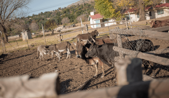 Thumbnail for South Africa to set up local foot-and-mouth disease vaccine plant