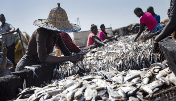 Thumbnail for Senegal records fourth year of falling fish exports in 2024