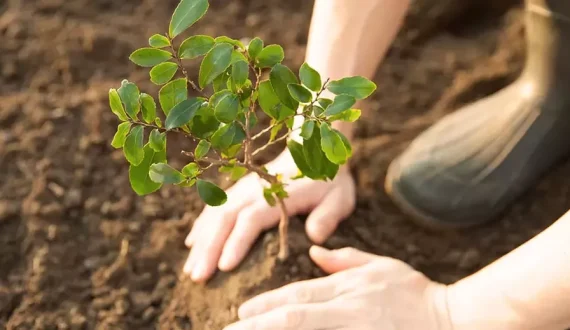 Thumbnail for Nestlé backs major reforestation projects in Brazil to boost cocoa, coffee supply chains 