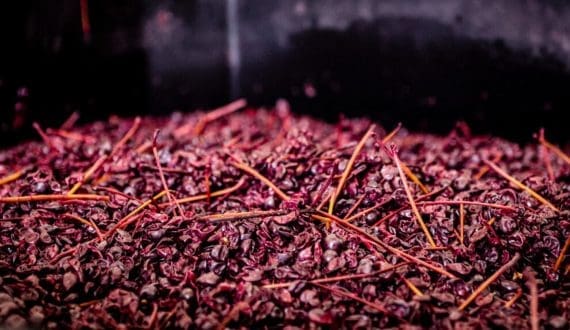 Thumbnail for Cornell researchers transform byproducts into clean-label, functional ingredients