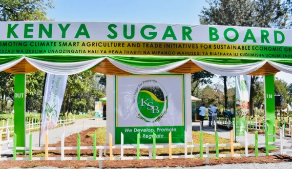 Thumbnail for Kenya Sugar Board launches nationwide crackdown on illegal sugar trade 