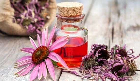 Thumbnail for US program targets echinacea adulteration with updated guidance