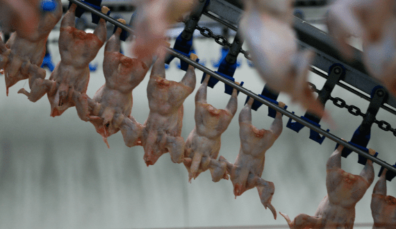 Thumbnail for South African poultry industry calls for US$91M import quota removal