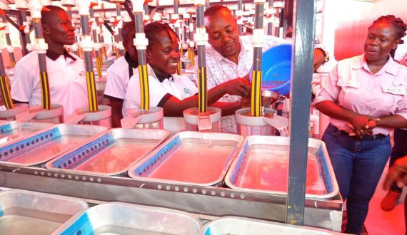 Thumbnail for Victory Farms opens the largest RAS hatchery in Africa