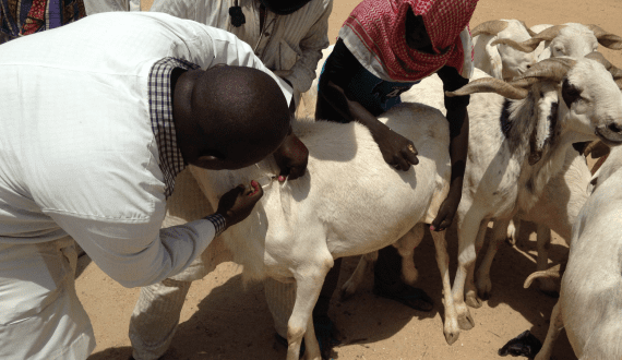 Thumbnail for Kenya rolls out digital livestock vaccination drive to boost production of meat, other products