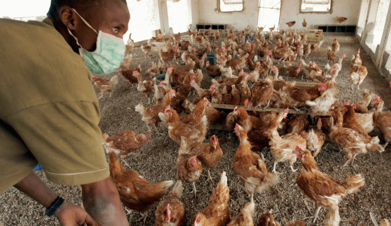 Thumbnail for South African poultry industry raises concerns over U.S. import deal