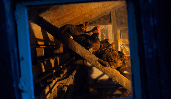 Thumbnail for Hubbard launches poultry initiative with African partners