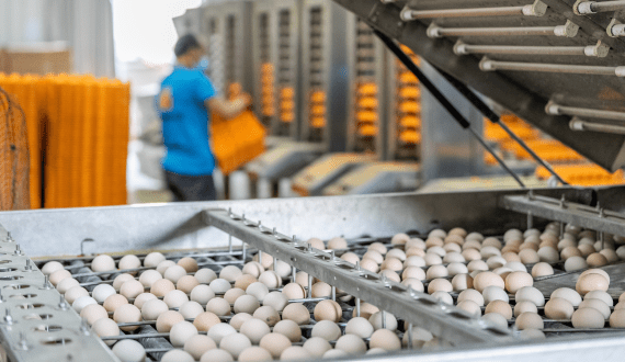 Thumbnail for Burnbrae Farms to build new egg grading facility in Canada