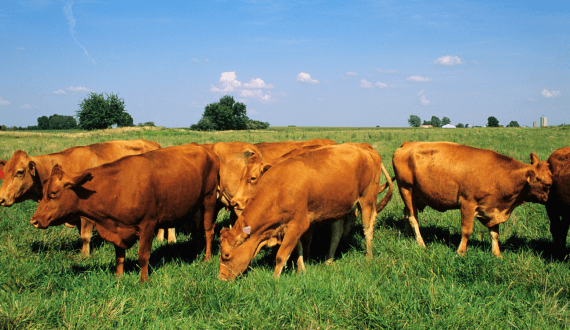 Thumbnail for Burnbrae Farms to build new egg grading facility in Canada