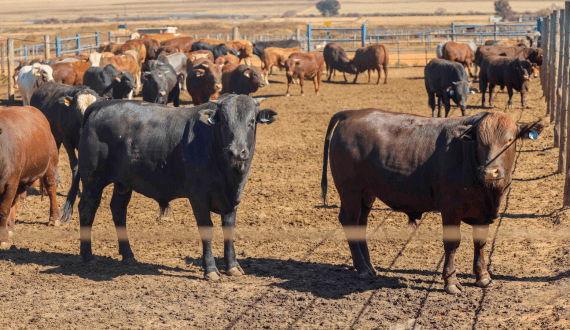 Thumbnail for South African livestock farmers face rising Foot and Mouth disease outbreaks