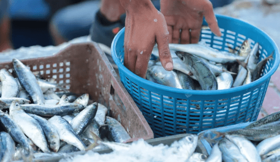 Thumbnail for Morocco’s coastal fishing sector faces slow start to 2025