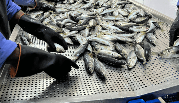 Thumbnail for Namibia’s fishing industry raises concern over 2% by-catch cap