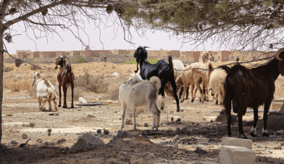 Thumbnail for Pirbright, GALVmed partner to develop new Rift Valley fever vaccine