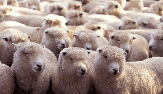 Thumbnail for Algeria to allow imports of live sheep from Brazil