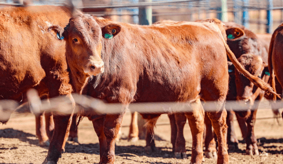 Thumbnail for Namibia’s cattle exports drop by more than 70 percent year-on-year