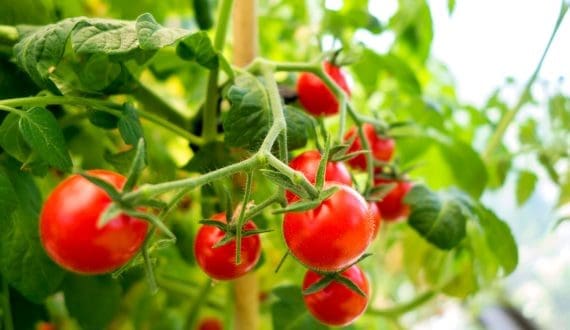 Thumbnail for Wageningen researchers uncover RuBisCO-rich protein ingredient from tomato leaves