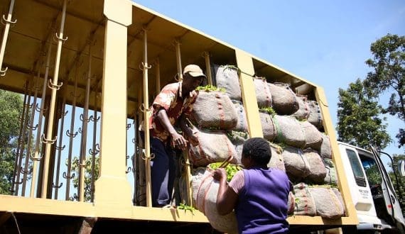 Thumbnail for Tea Board of Kenya urges waiver of truck levy to protect farmers’ bonuses 