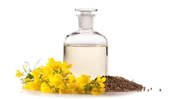 Thumbnail for Burcon NutraScience announces first commercial sales of Canola Protein Isolate – Puratein C