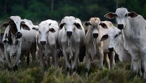 South Africa adopts new Foot and Mouth Disease control framework for livestock sector