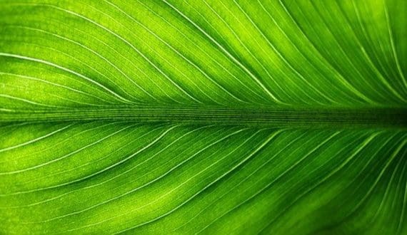 Thumbnail for Leaft Foods partners with Lacto Japan to bring leaf-derived protein to Japanese market