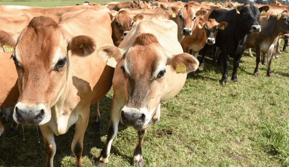 Thumbnail for Namibia’s livestock sector to focus on herd rebuilding as marketing slows