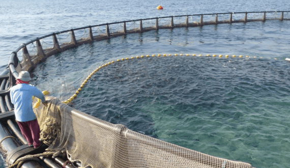 Thumbnail for Oman aquaculture output rises to 5,500 tonnes worth US$32.4 million