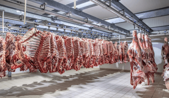 Thumbnail for Namibia’s Savanna Beef announces plans to process 50,000 cattle annually