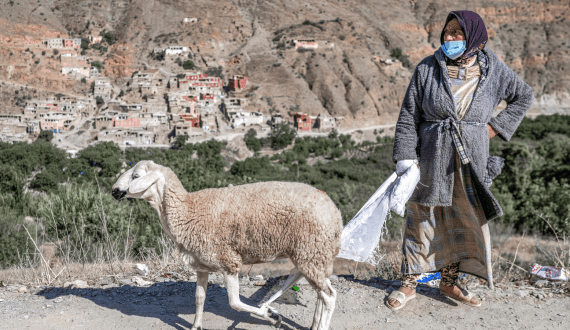 Thumbnail for Morocco to reinstate taxes on sheep, goat imports from September 2025