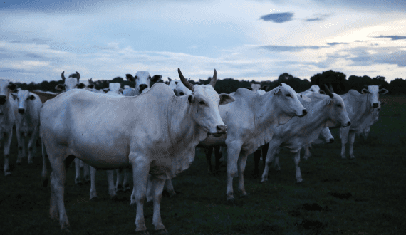 Thumbnail for Brazil to investigate JBS, other beefpackers over deforestation-linked cattle purchases