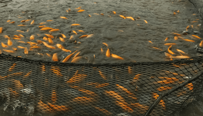Thumbnail for Tunisia to target 52% growth in aquaculture output by 2030