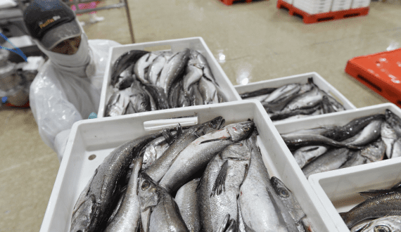 Thumbnail for South Africa’s Sea Harvest Group reports 91% increase in H1 FY25 earnings