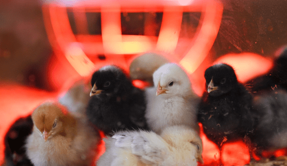 Thumbnail for Soproda delivers 165,000 chicks to Mali