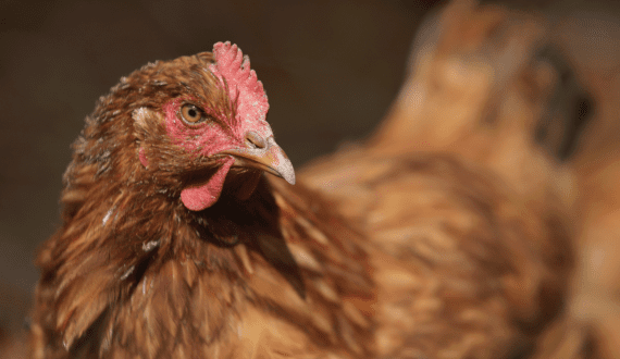 Thumbnail for Perdue Farms appoints three new senior vice presidents