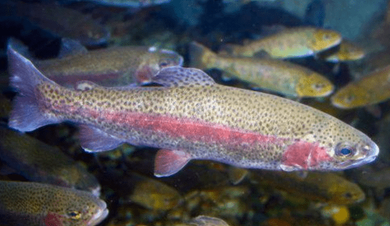 Thumbnail for Finnforel to expands rainbow trout sales to the UAE
