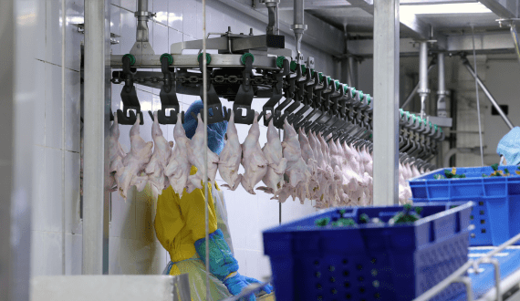 Thumbnail for US poultry industry is spending US$2.7 billion on further processing upgrades, report shows