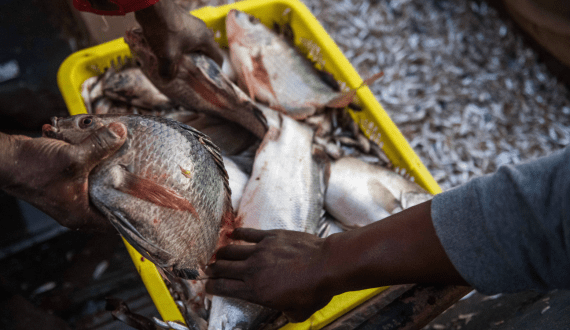 Thumbnail for Kenya to cut fish imports as local production expands