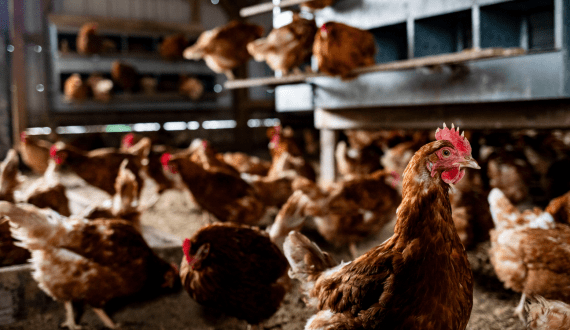 Thumbnail for Chicken prices keep rising across Egypt as feed, transport costs surge