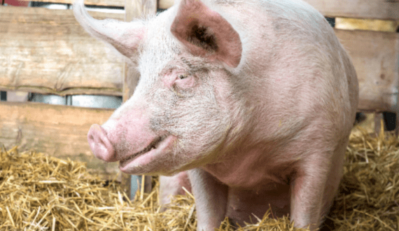 Thumbnail for Croatia culls 10,000 pigs after fresh ASF outbreak