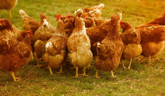 Thumbnail for South Africa’s poultry sector faces delays as government stalls on master plan commitments