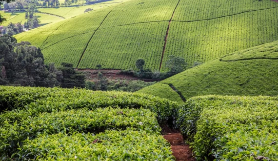 Thumbnail for Kenya’s export earnings fall in H1 2025 as tea sales decline by US$135.5M 