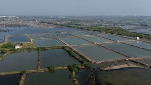 Kenya attracts US$3.95M investment in aquaculture industry