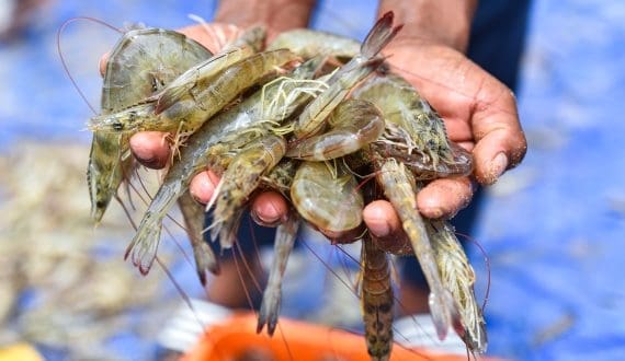 Thumbnail for Vietnam strengthen foothold in Taiwan’s high-end seafood market