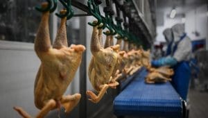 Latin America accounts for almost 30% of global chicken meat production – Latin American Chicken Institute
