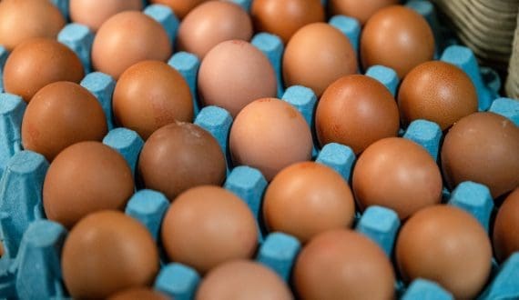 Thumbnail for South Africa’s Agrofi Egg targets growth with plans to double production by 2026